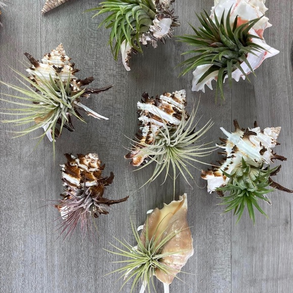 🔆AIR PLANT SEA SHELL🔆 REAL PLANTS REAL SEASHELLS - Picture 13 of 13
